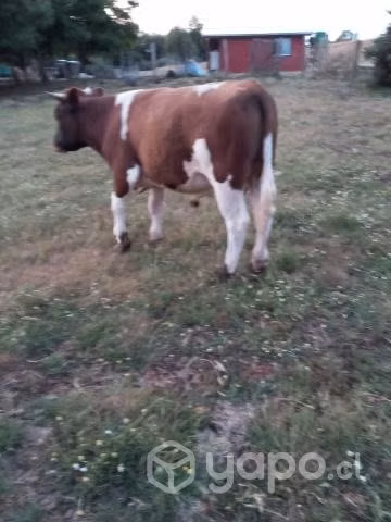 Toros