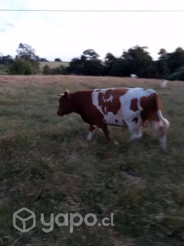 Toros