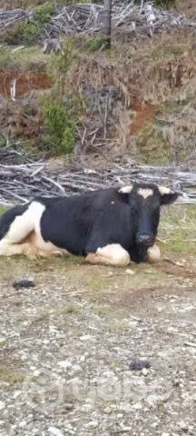 toro especial para buey