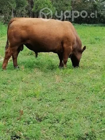 toro angus rojo