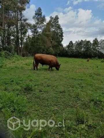 toro angus rojo