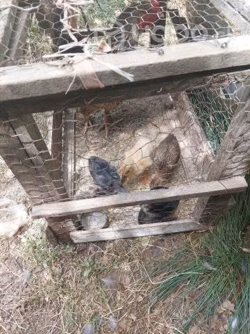 Pollitos de campo