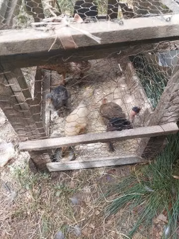 Pollitos de campo