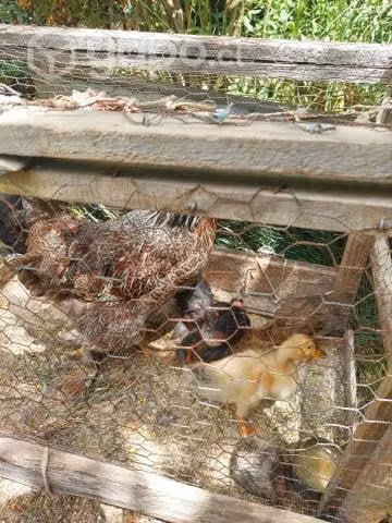 Pollitos de campo