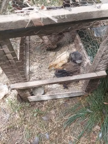Pollitos de campo