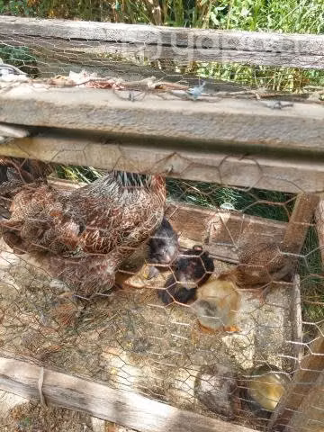 Pollitos de campo