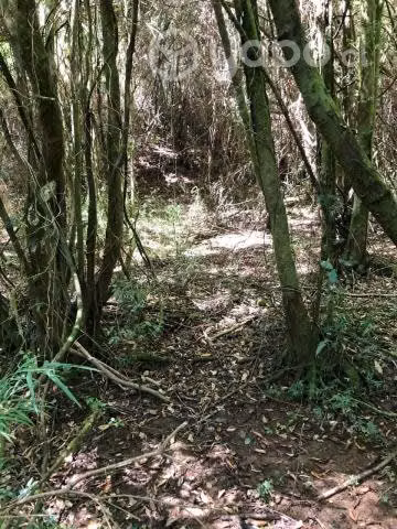 Parcela en Valdivia - Imagen 4