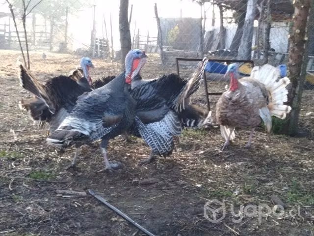 Pavos disponibles