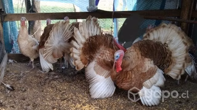 Pavos disponibles