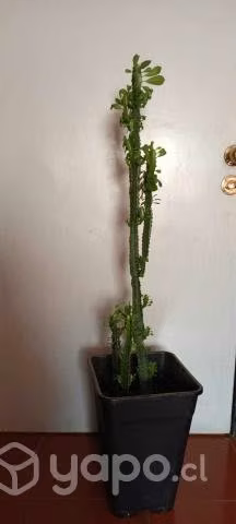 Hermosos cactus columnar