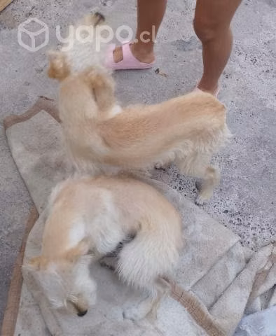 Regalo  perros