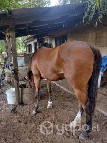 Caballo - Imagen 3