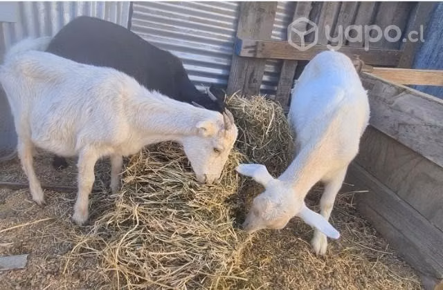 Cabras