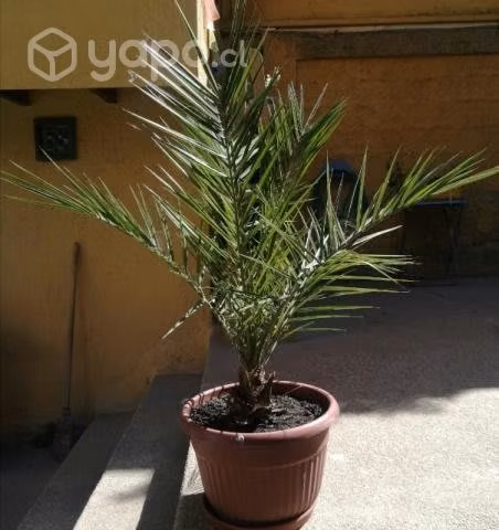 Palmera Phoenix - Imagen 3