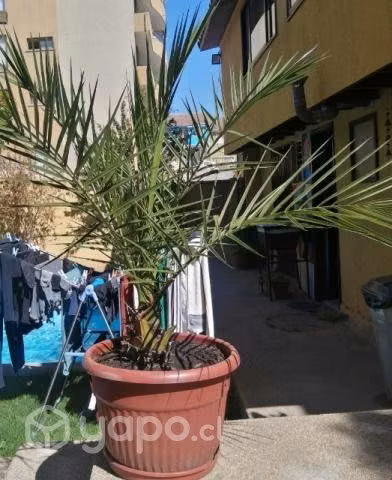 Palmera Phoenix