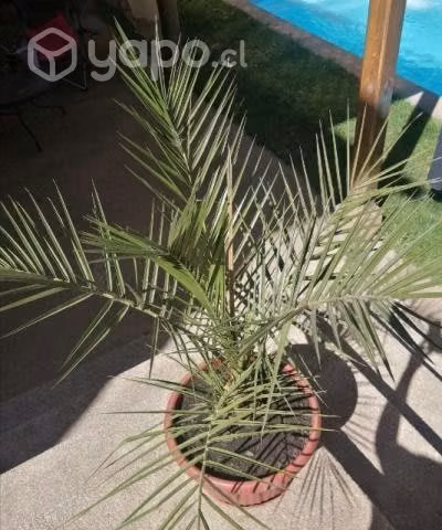 Palmera Phoenix - Imagen 2