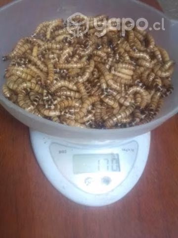 Zophobas