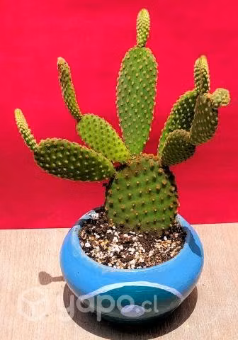 Maceta Cactus Opuntia Microdasys