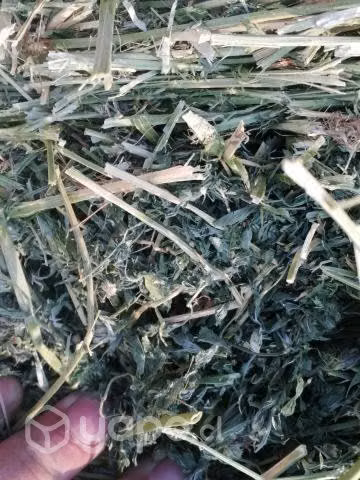 Alfalfa muy buena calidad de cuarto corte