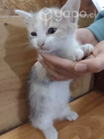 Gatitos bebe