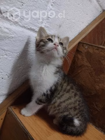 Gatitos bebe
