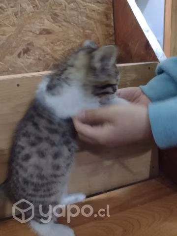 Gatitos bebe