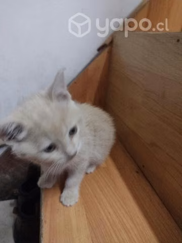 Gatitos bebe