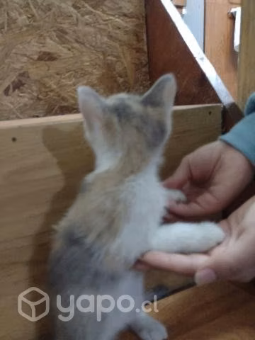 Gatitos bebe
