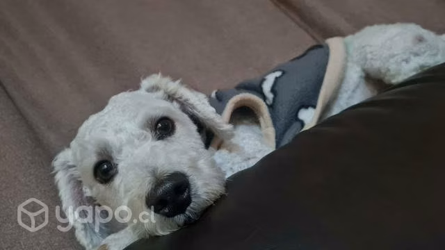 Poodle soltero
