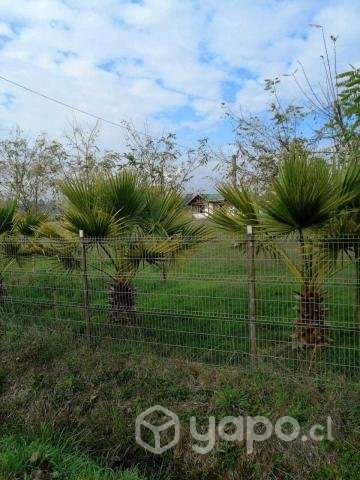 Vendo Parcela Camino principal a Termas de Chillán - Imagen 3