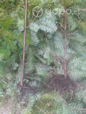 Plantas pino Oregon