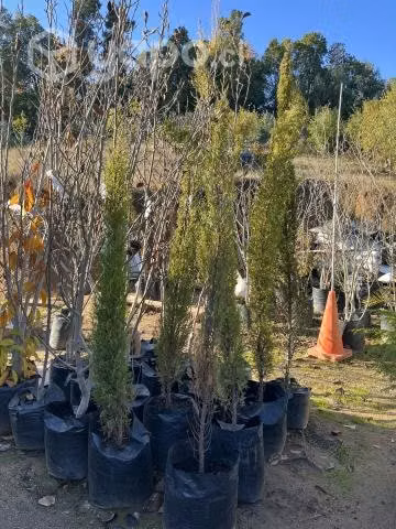 Árboles ornamentales introducidos
