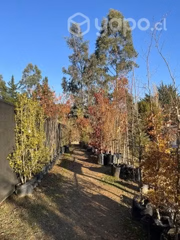 Árboles ornamentales introducidos