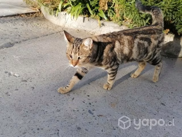 Gatita muy tierna y esterilizada busca un Hogar