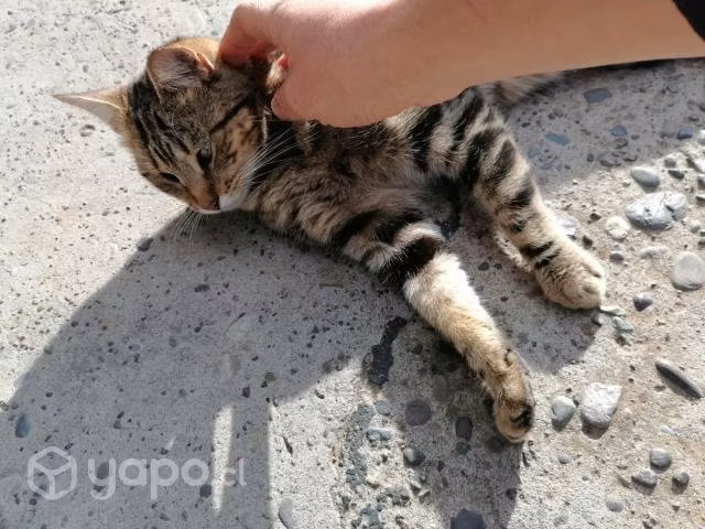 Gatita muy tierna y esterilizada busca un Hogar
