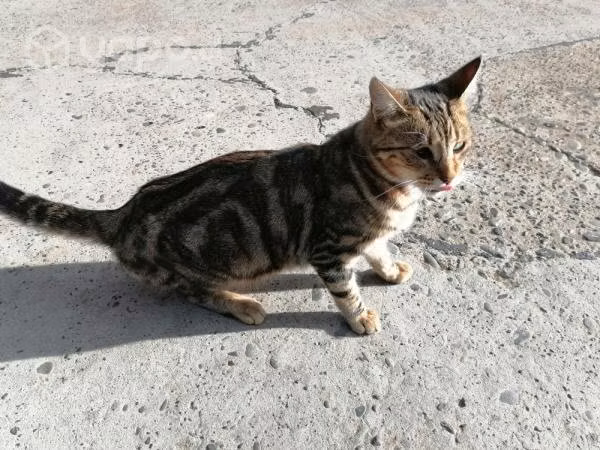 Gatita muy tierna y esterilizada busca un Hogar
