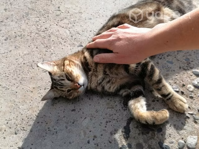 Gatita muy tierna y esterilizada busca un Hogar