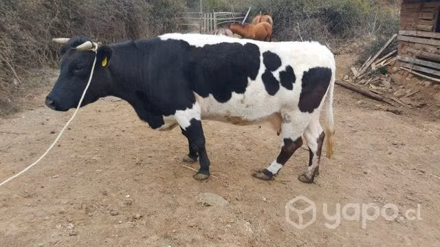 Vaca de 8 años,