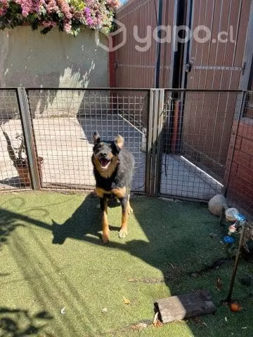 FERNANDO, hermoso perrito mezcla pastor
