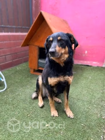 FERNANDO, hermoso perrito mezcla pastor