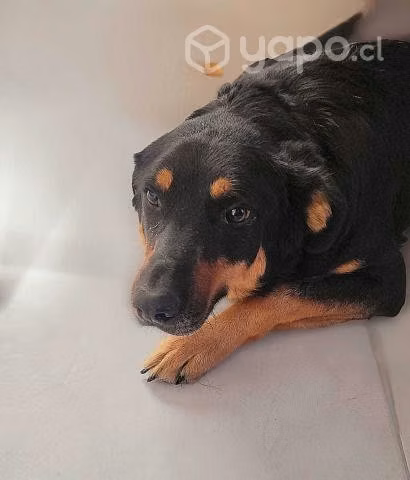 FERNANDO, hermoso perrito mezcla pastor