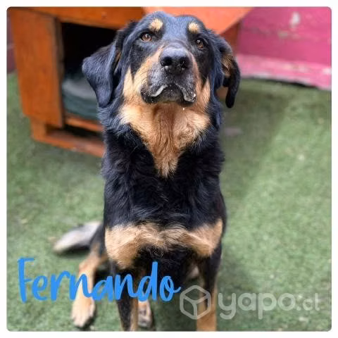 FERNANDO, hermoso perrito mezcla pastor