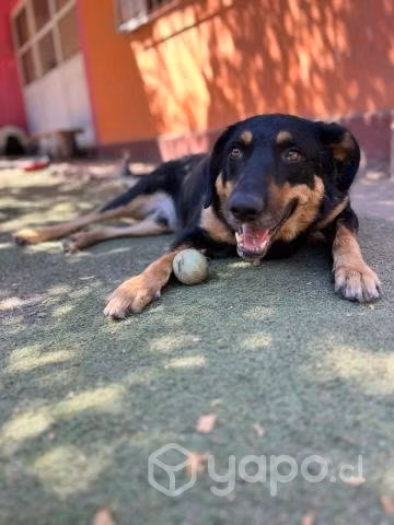FERNANDO, hermoso perrito mezcla pastor