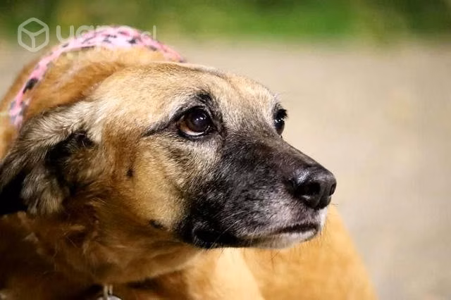 ROSELLA, hermosa perrita tamaño cocker