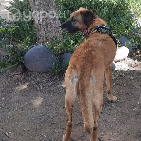 ROSELLA, hermosa perrita tamaño cocker