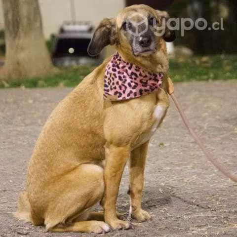 ROSELLA, hermosa perrita tamaño cocker
