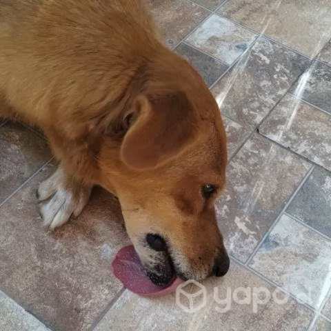 YAMATO, inteligente perrito chileno