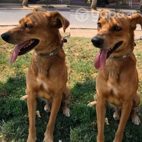 YAMATO, inteligente perrito chileno