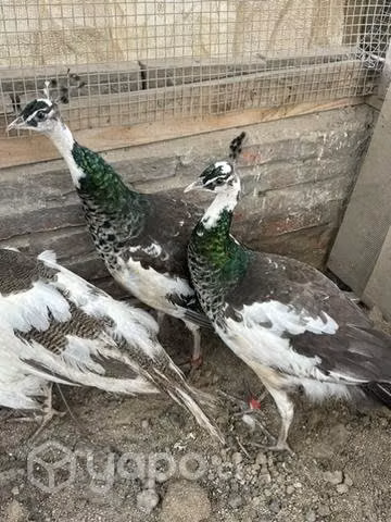 Pavos reales