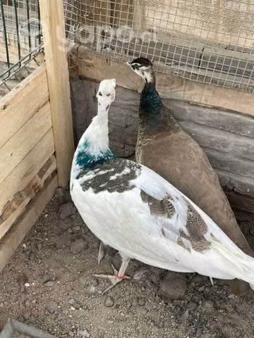 Pavos reales